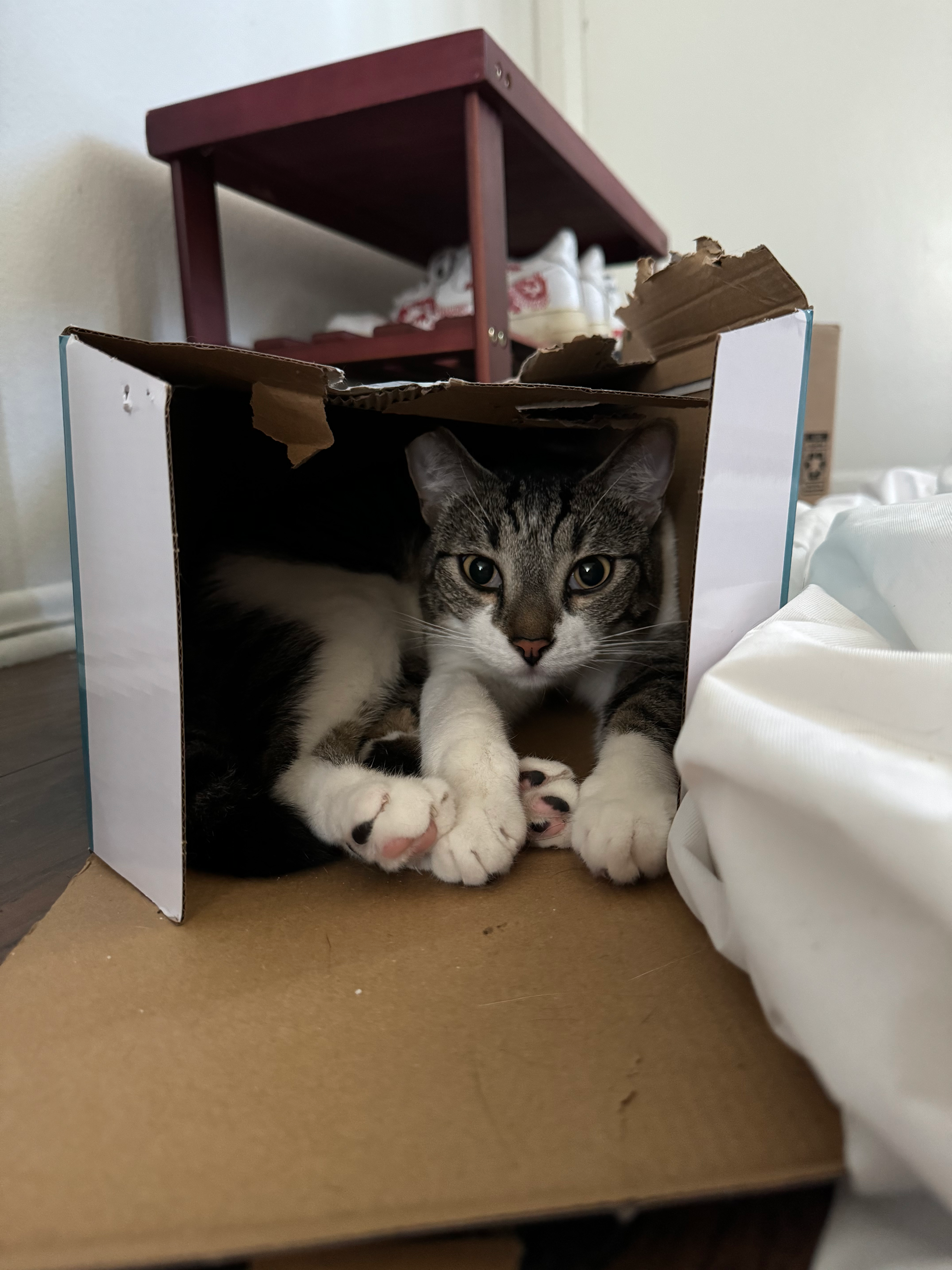Billy the cat