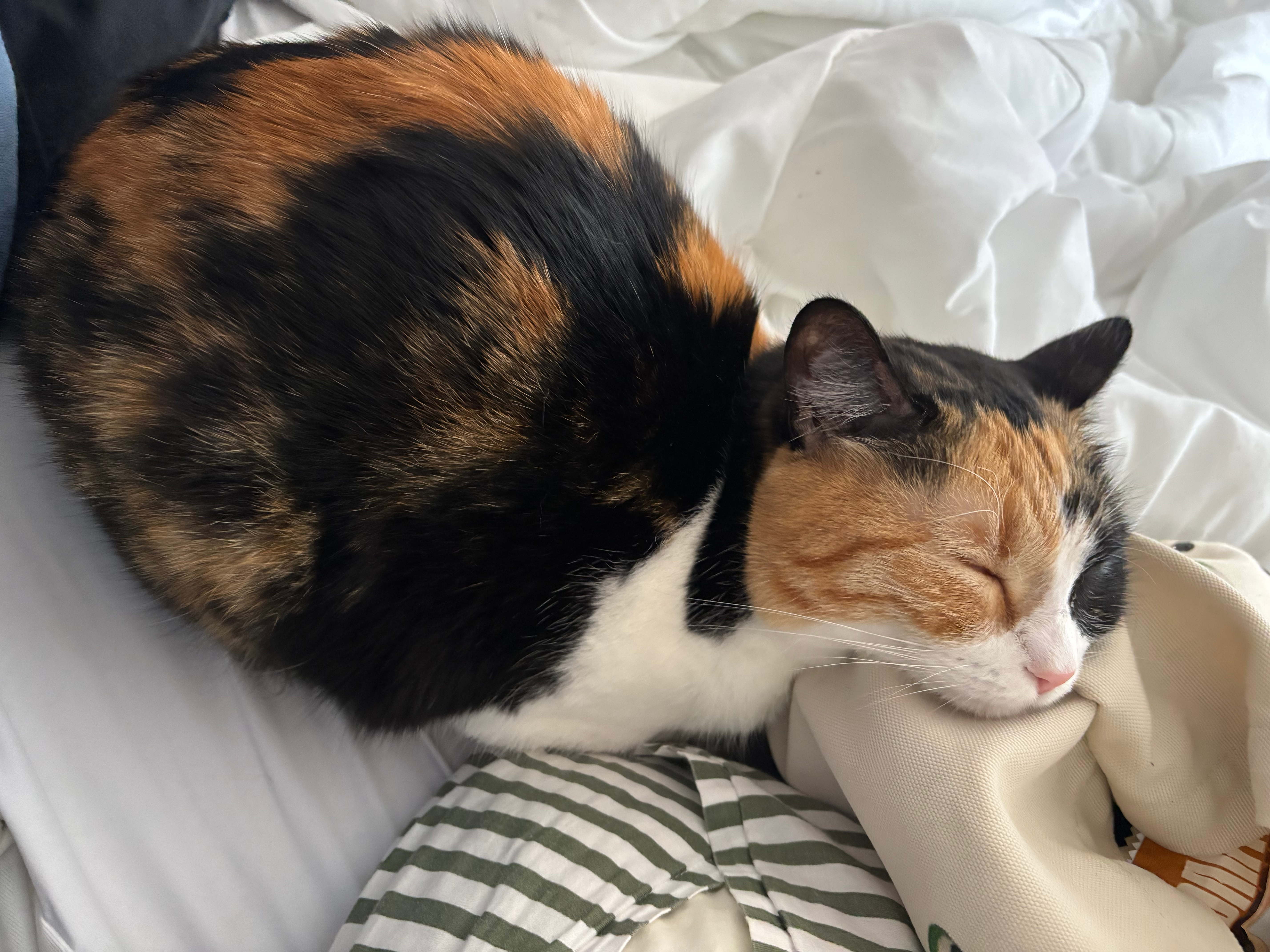 Spider the cat